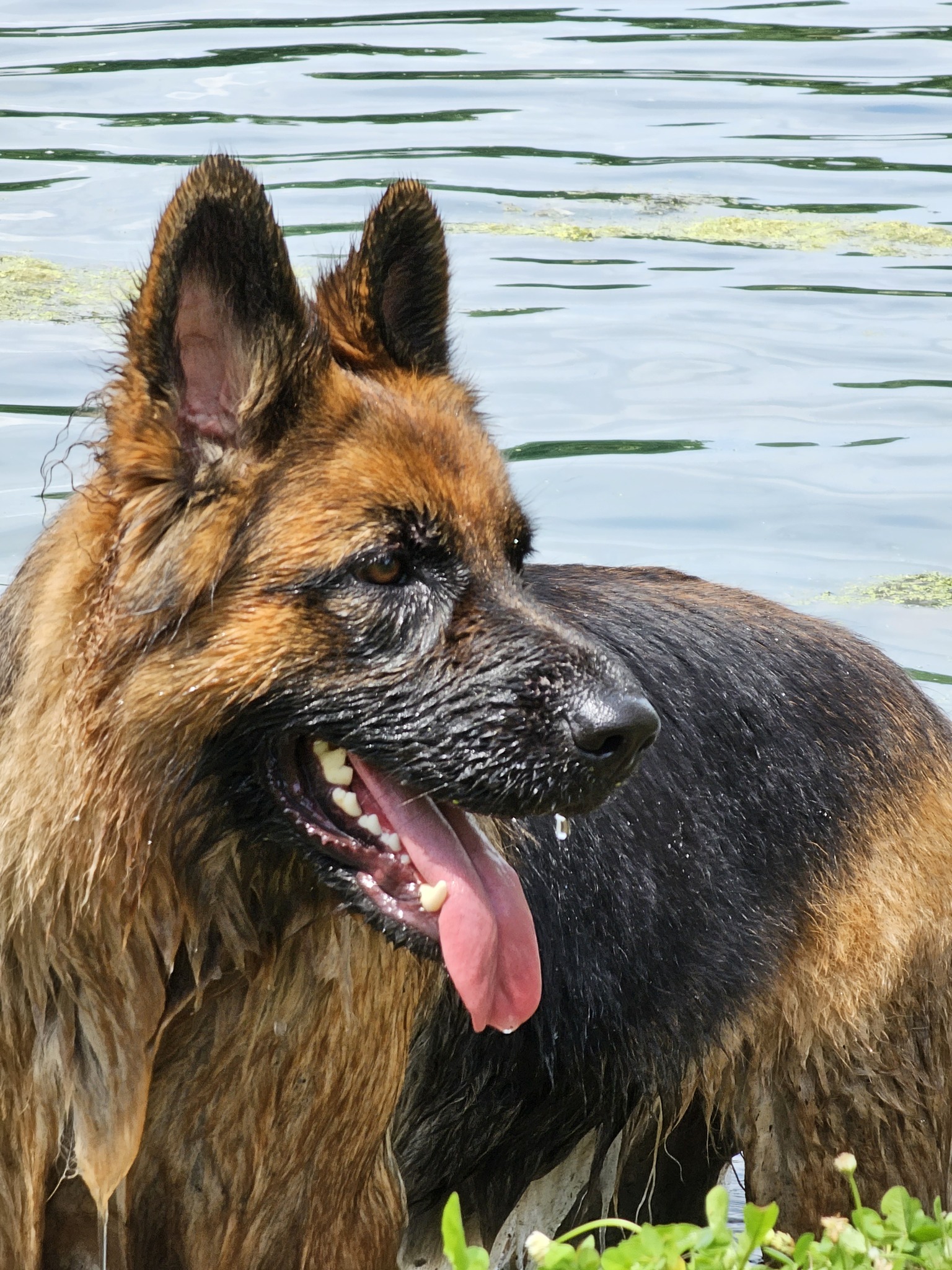 Aurora, a powerful and beautifully-colored longcoat German Shepherd in a pond resting between bouts of play.